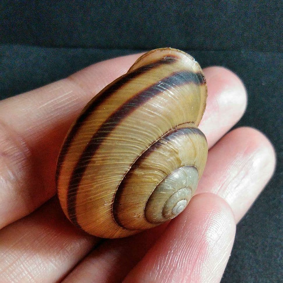 骨格　標本　カタツムリ　殻　美品　３５mm