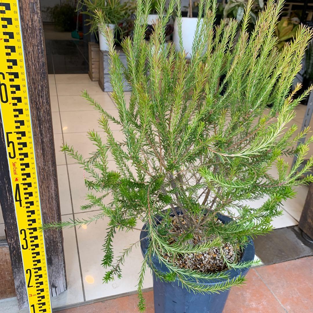 バンクシア エリシフォリア ヒースバンクシア