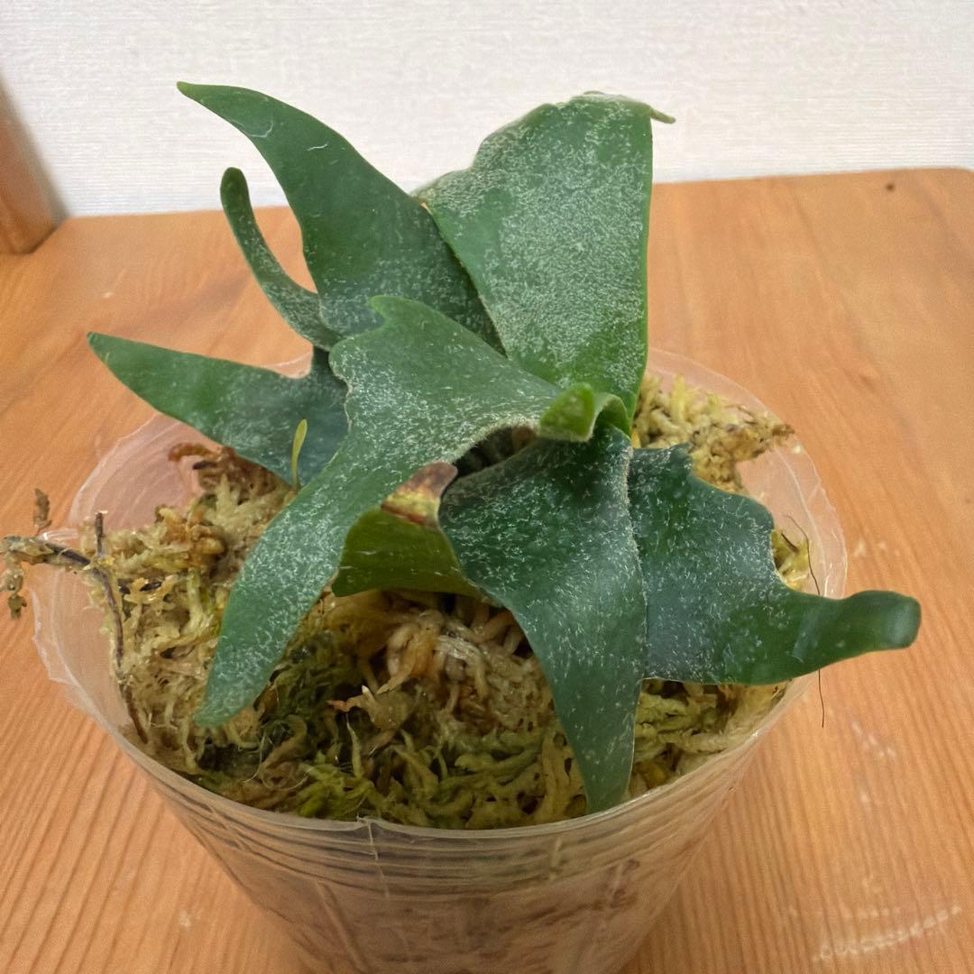 ＊P. willinckii bacteria バクテリアSP 3号ポット＊