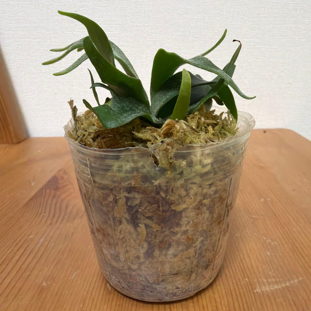 ＊P. willinckii bacteria バクテリアSP 3号ポット＊