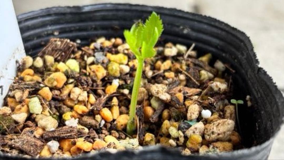 原種クリスマスローズ　クロアチカス　アトロルーベンス　デュメトルム　交配　苗