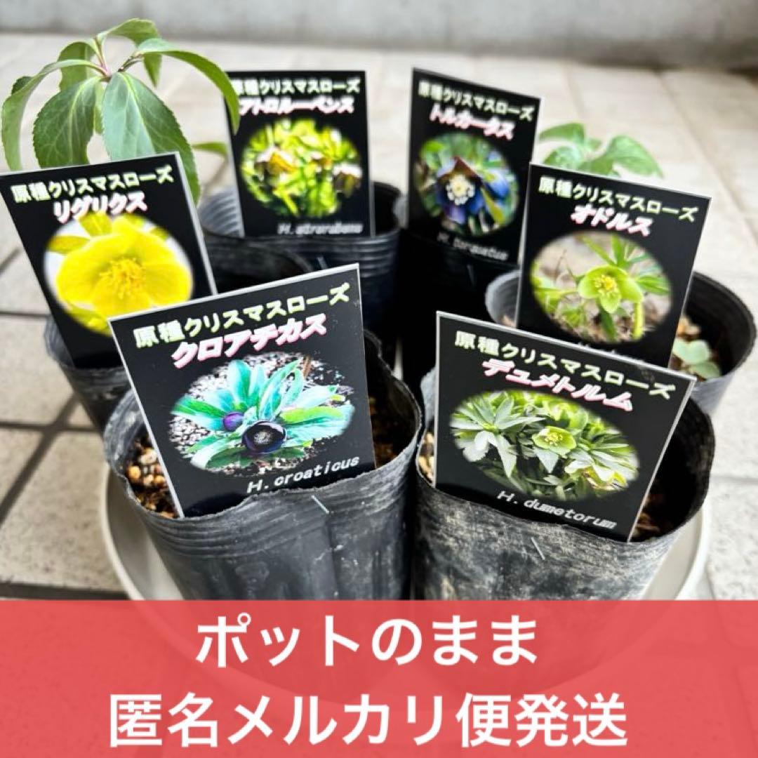 原種クリスマスローズ　クロアチカス　アトロルーベンス　デュメトルム　交配　苗