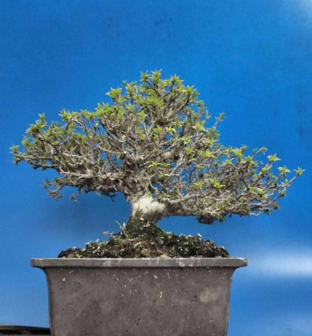 老爺柿 雄木 ロウヤガキ 極小葉性 オス木 盆栽 (X)