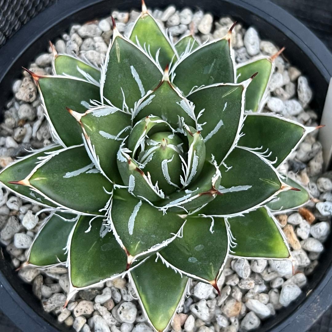 アガべ　王妃笹の雪　A型　活着