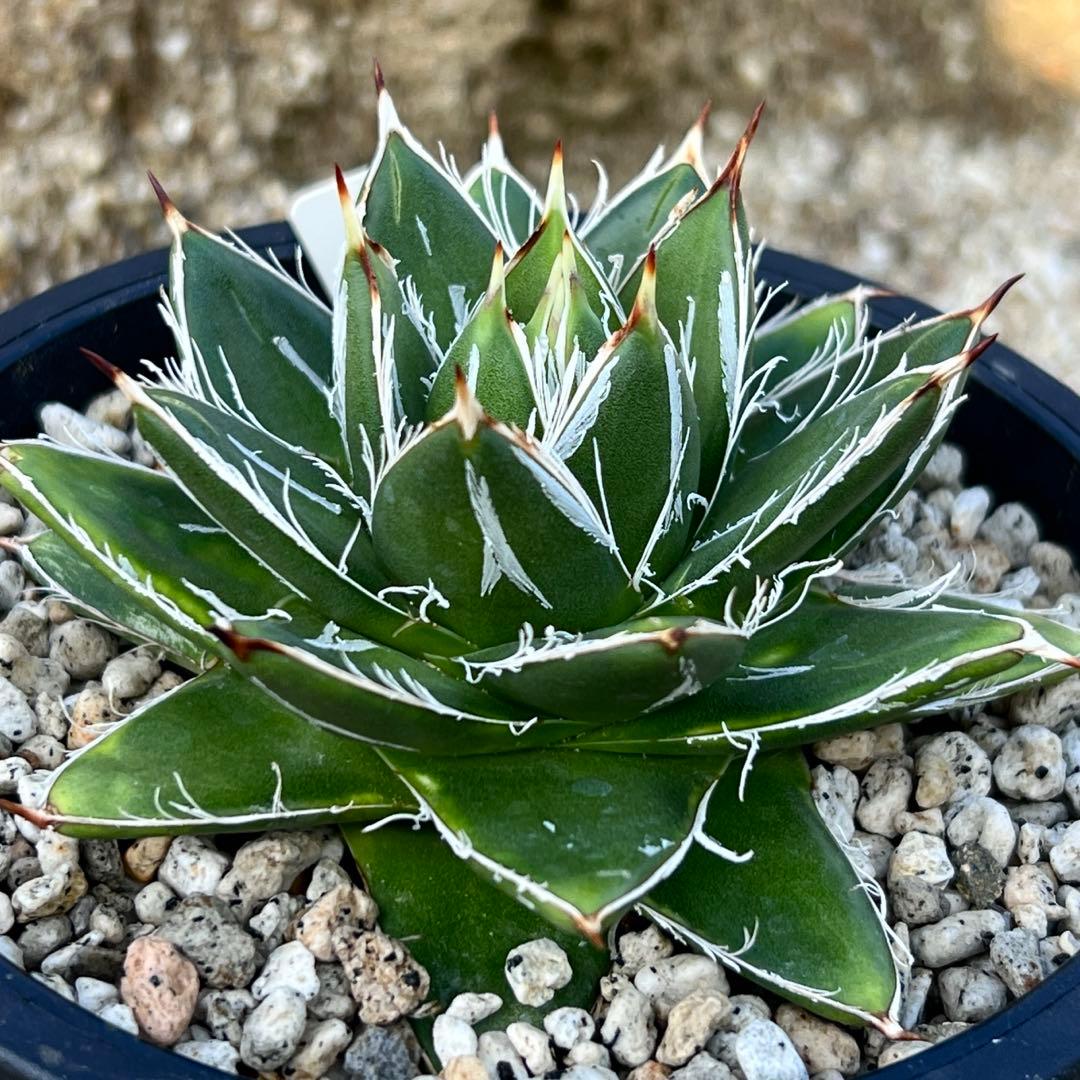 アガべ　王妃笹の雪　A型　活着