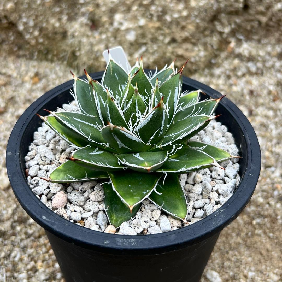 アガべ　王妃笹の雪　A型　活着