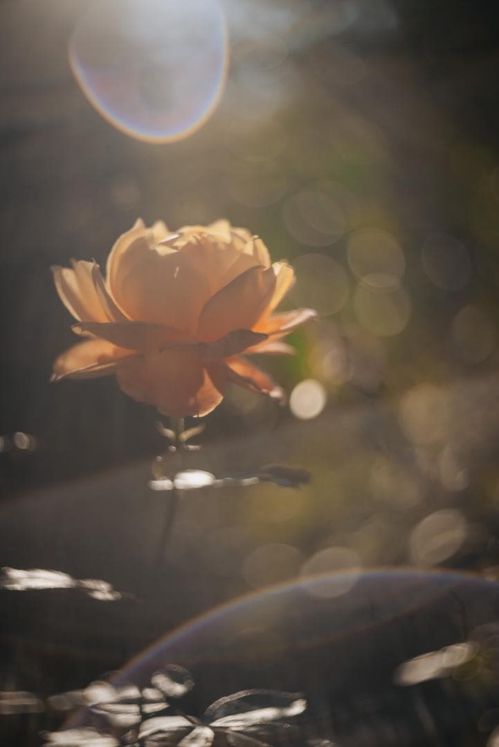 山崎ズマール！Leica Bluecoted Summar 50mm F2