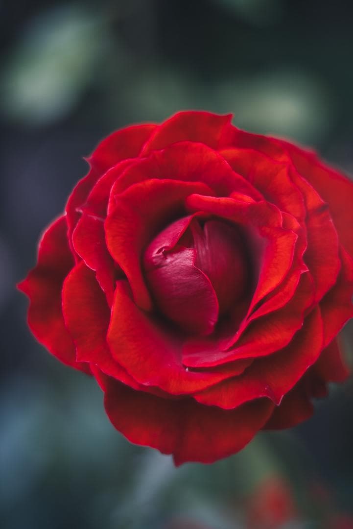 山崎ズマール！Leica Bluecoted Summar 50mm F2