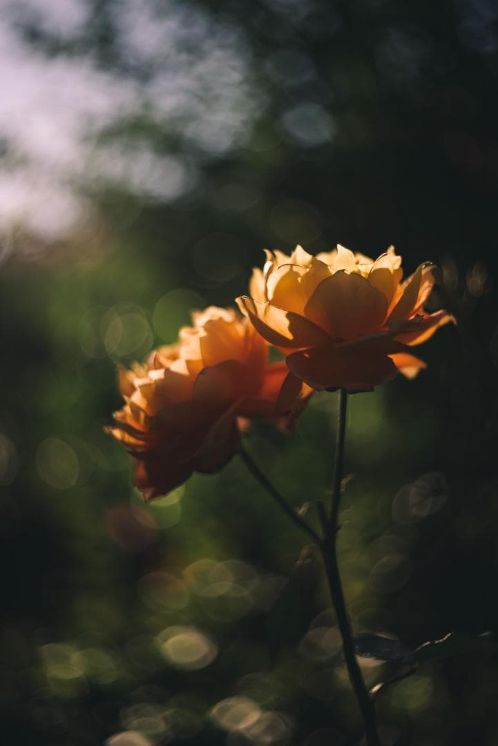 山崎ズマール！Leica Bluecoted Summar 50mm F2