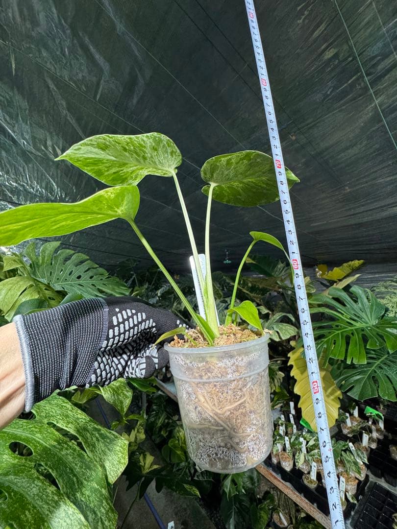 B1モンステラ　デリシオーサ　ベトシオーサ