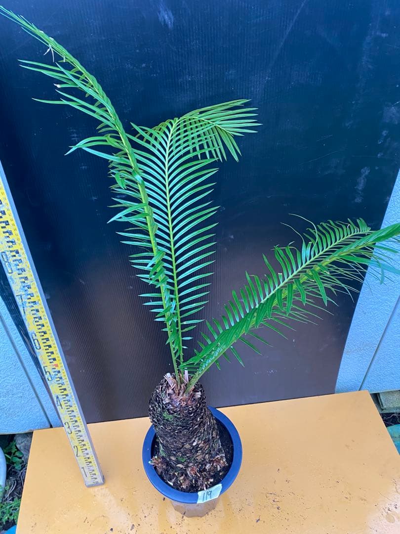 おすすめ！ソテツ　蘇鉄　8号鉢 119