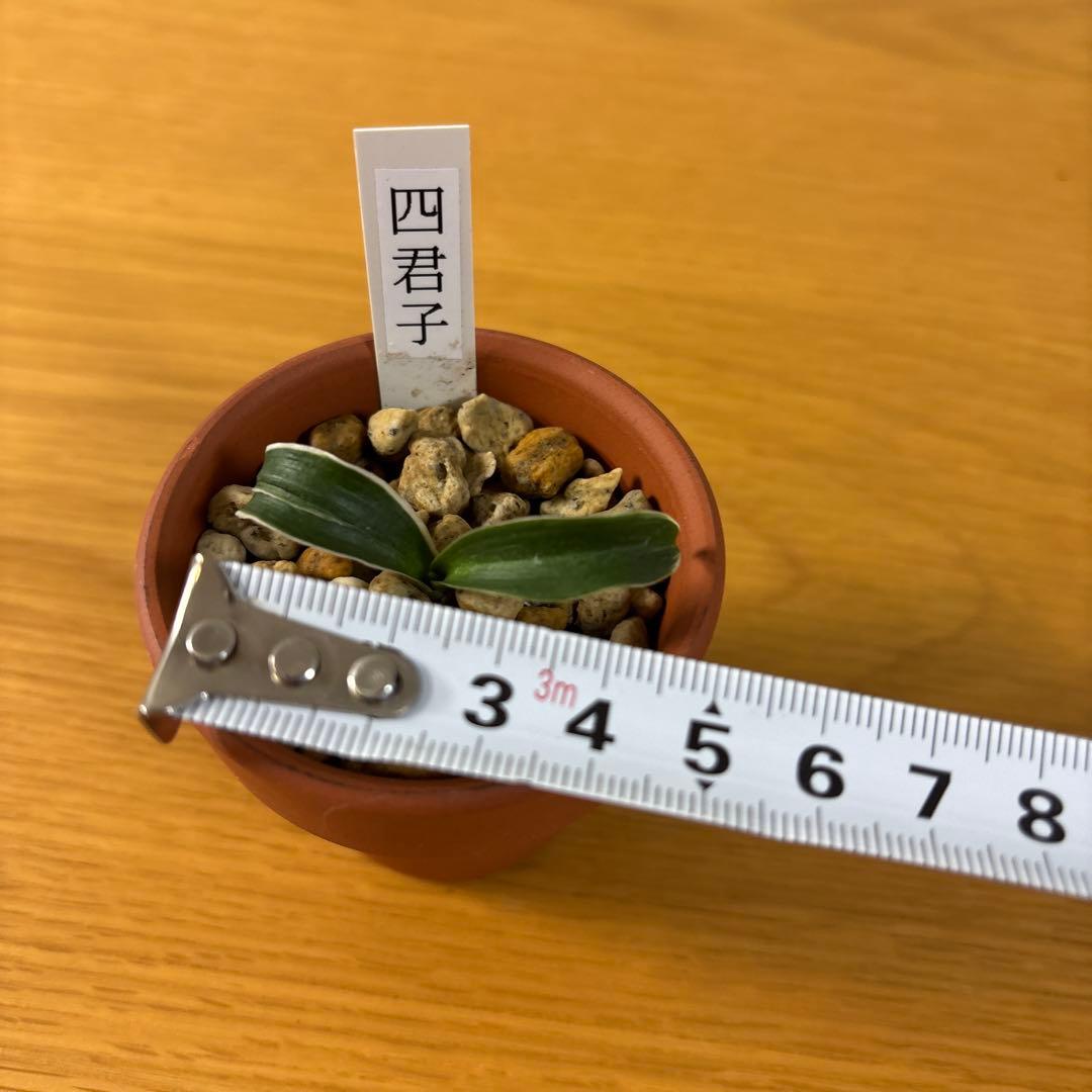 万年青　四君子　割り子　獅子系　最高位貴品