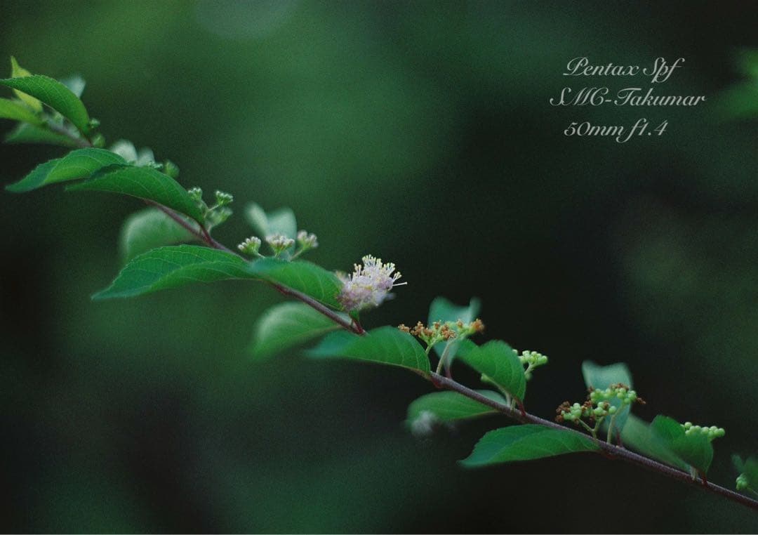 フルセット!完動品＊美品＊pentax spf&f1.4★作例多数★初期保証