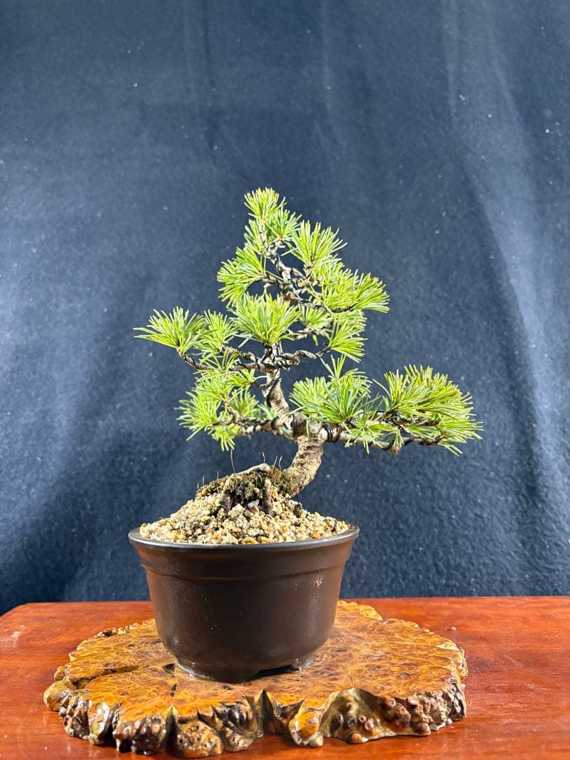 小品盆栽、赤石五葉松、懸崖模様木 目立った傷や汚れなし