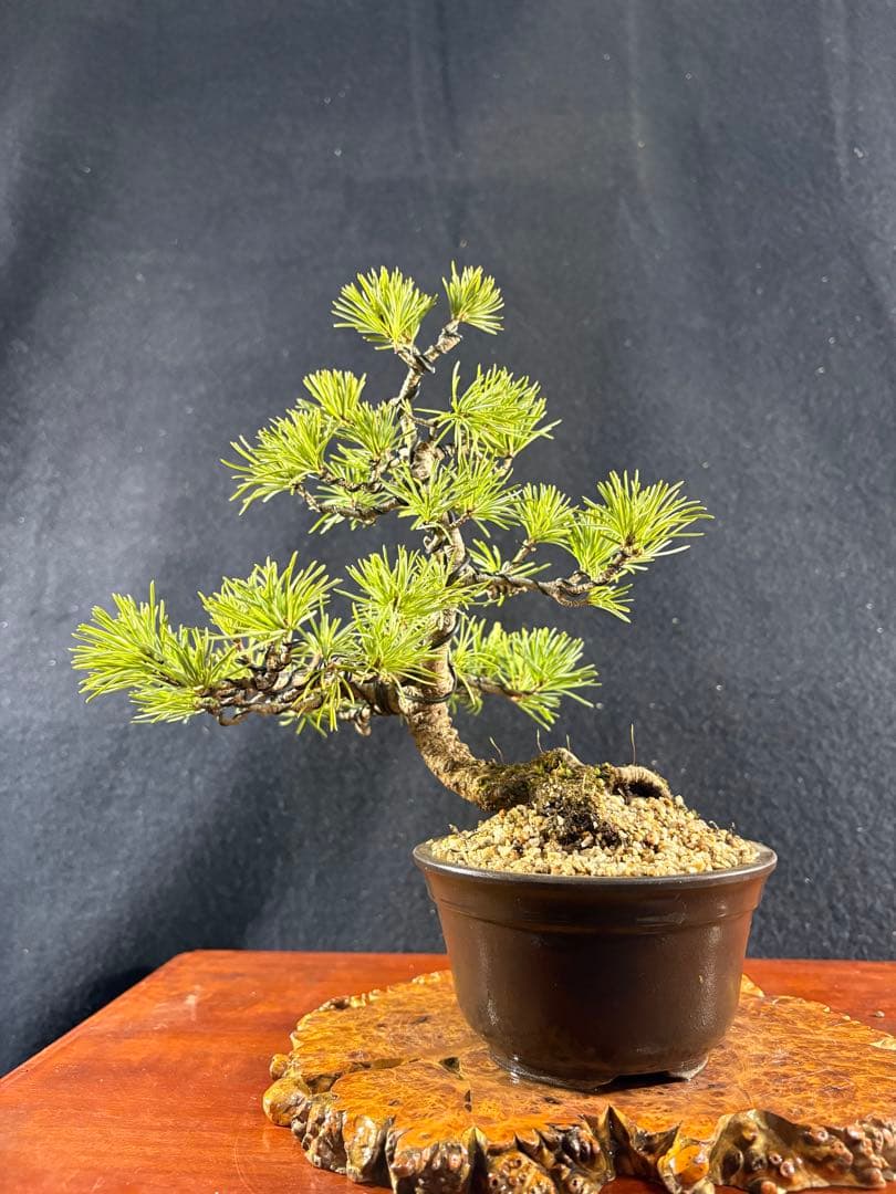 小品盆栽、赤石五葉松、懸崖模様木 目立った傷や汚れなし
