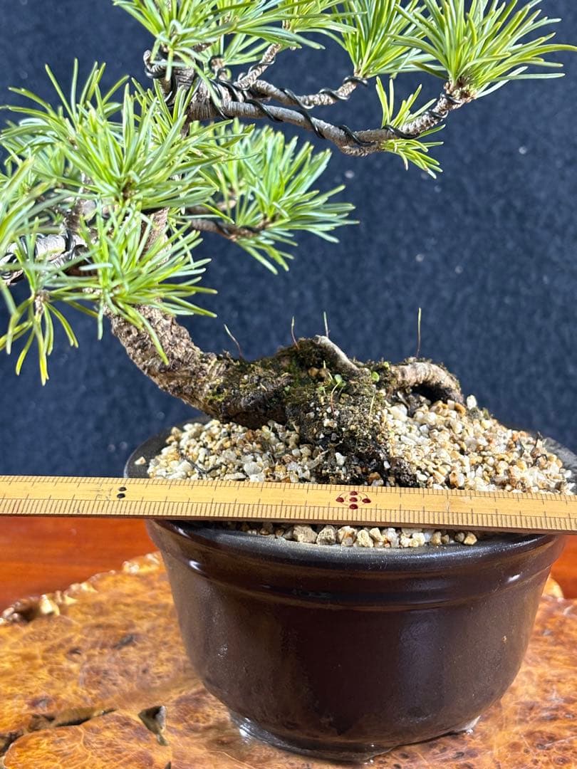 小品盆栽、赤石五葉松、懸崖模様木 目立った傷や汚れなし