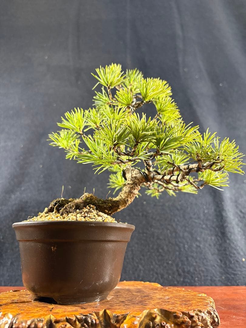 小品盆栽、赤石五葉松、懸崖模様木 目立った傷や汚れなし