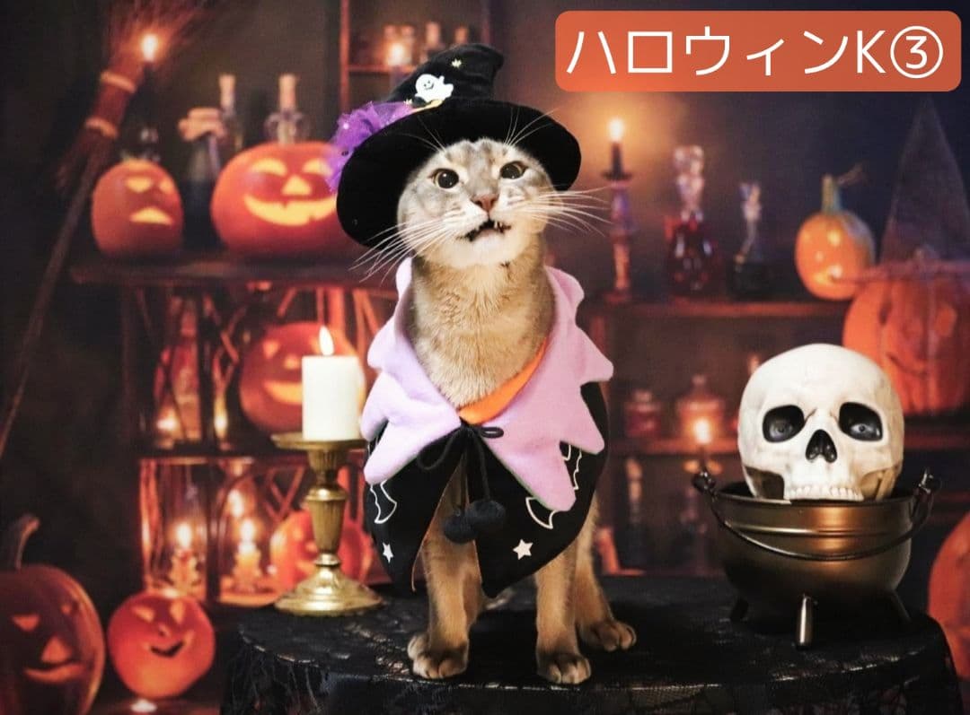 背景布ハロウィン　ペット撮影用フォトブース　業務用トリミングチョーカー販売中