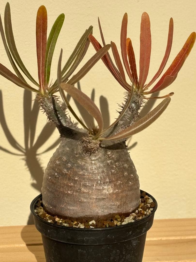 本日限定値下‼︎美株！まん丸、キズなし パキポディウム グラキリス（発根済）