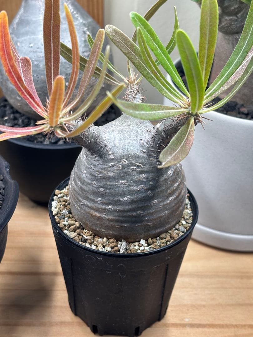 本日限定値下‼︎美株！まん丸、キズなし パキポディウム グラキリス（発根済）