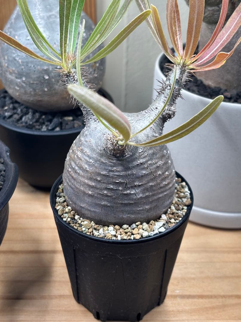 本日限定値下‼︎美株！まん丸、キズなし パキポディウム グラキリス（発根済）