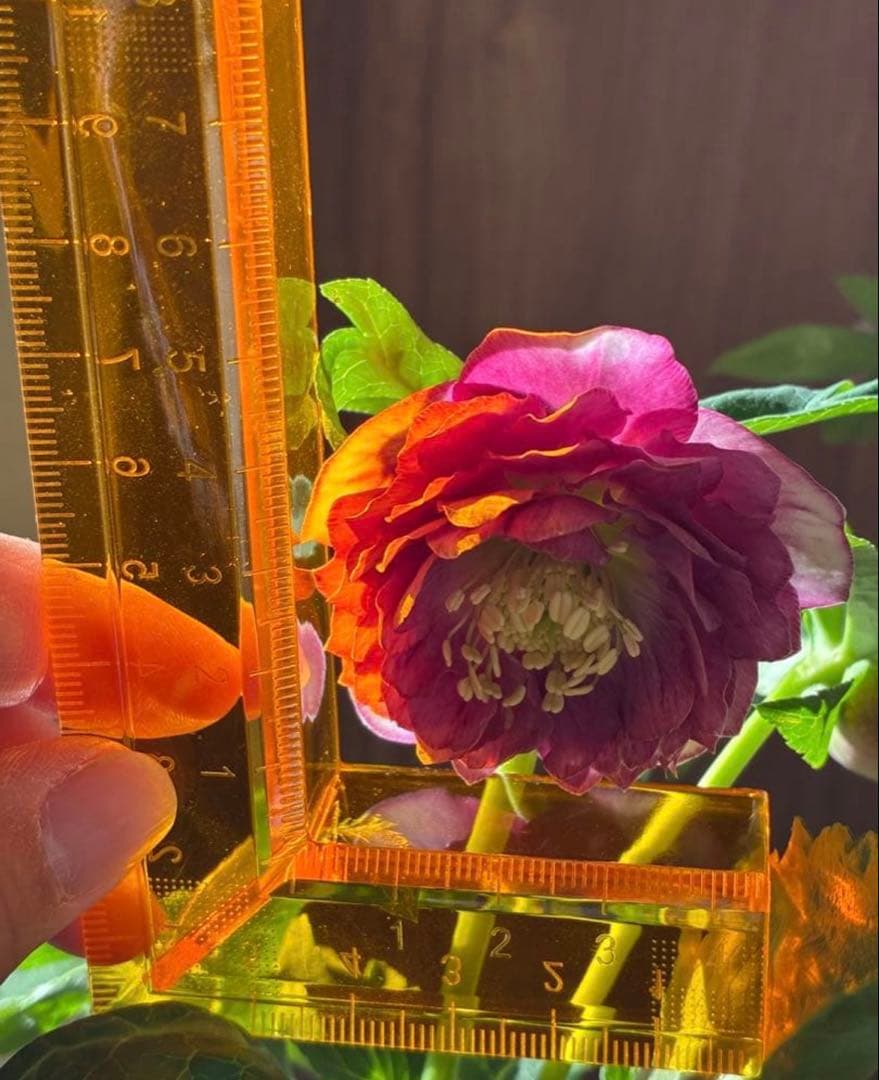 SALE‼︎ 大幅値下げ　広瀬園芸さん　小輪多弁充実株