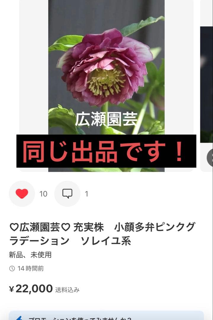 SALE‼︎ 大幅値下げ　広瀬園芸さん　小輪多弁充実株