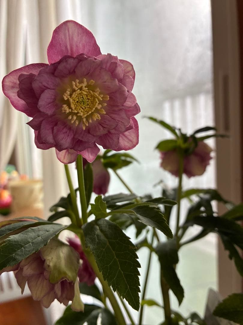 SALE‼︎ 大幅値下げ　広瀬園芸さん　小輪多弁充実株