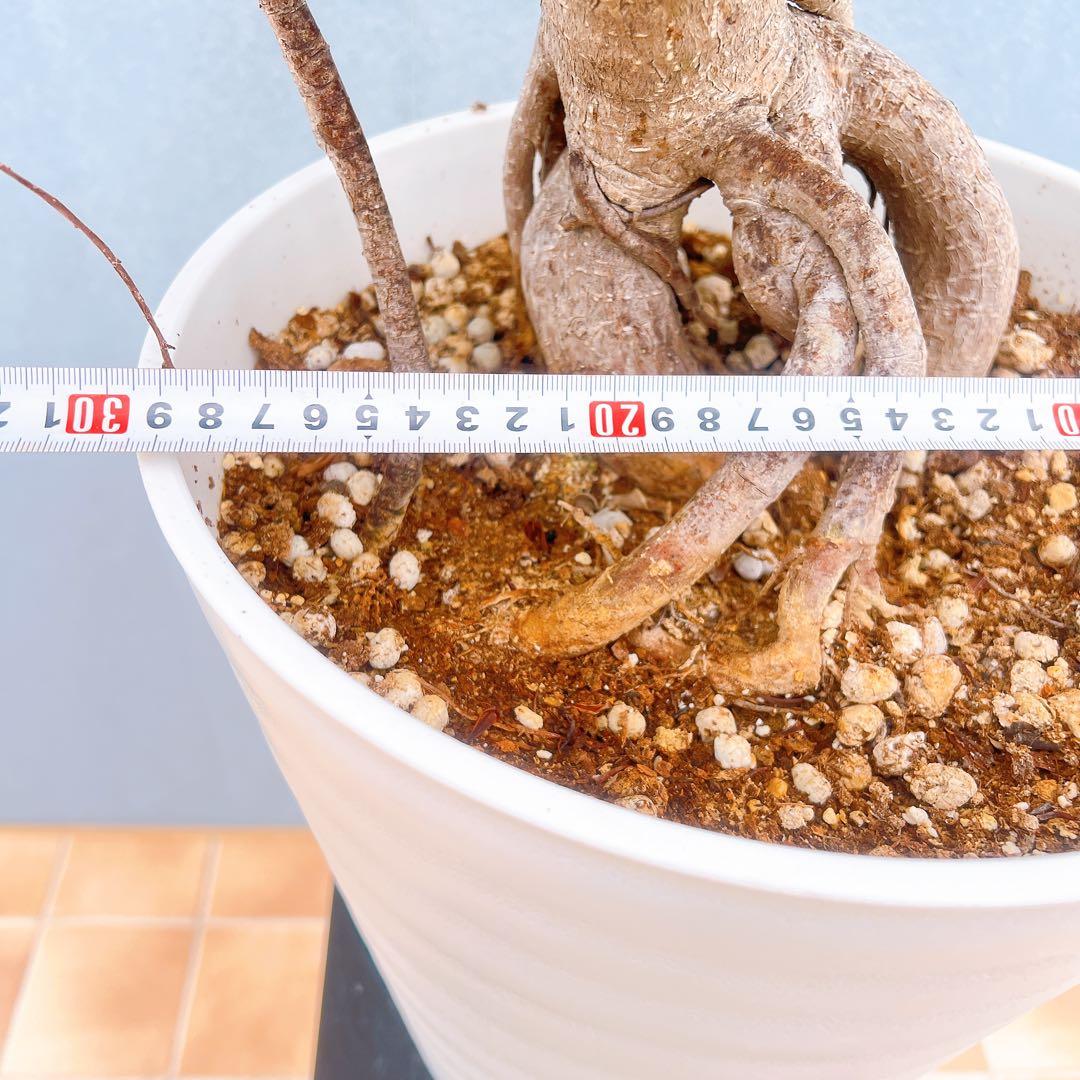 現品　ガジュマル　パンダガジュマル　古木　曲り　気根　希少　インテリアグリーン