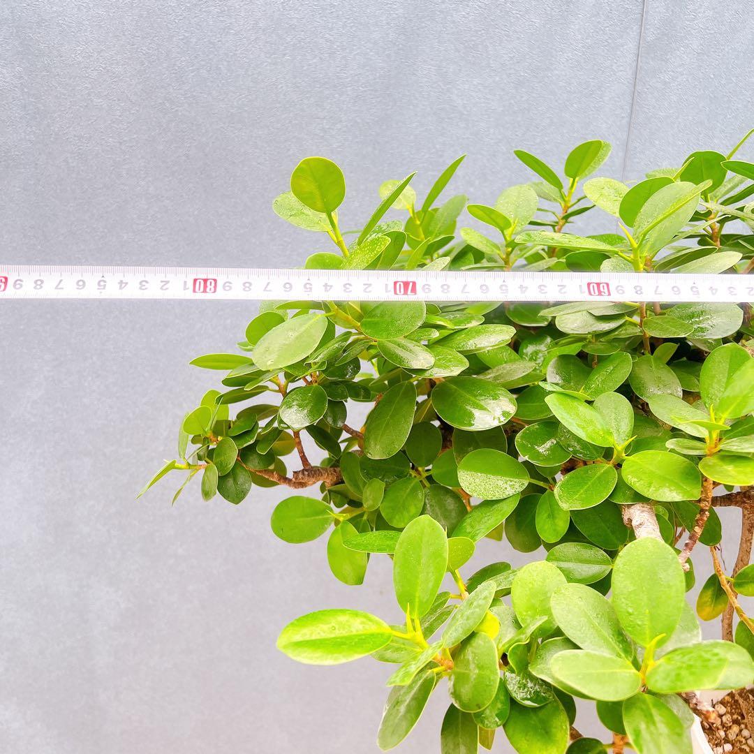 現品　ガジュマル　パンダガジュマル　古木　曲り　気根　希少　インテリアグリーン