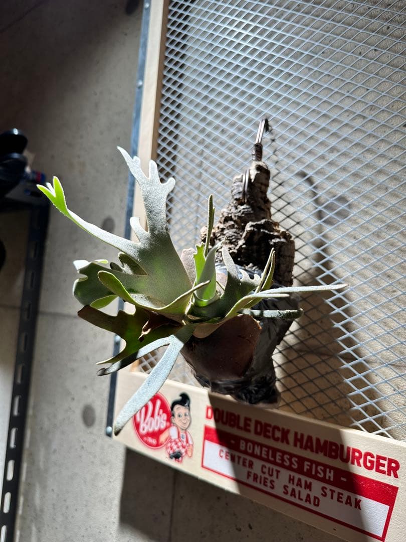 ビカクシダジェイドガールp.willinckii Jade Girl Spore