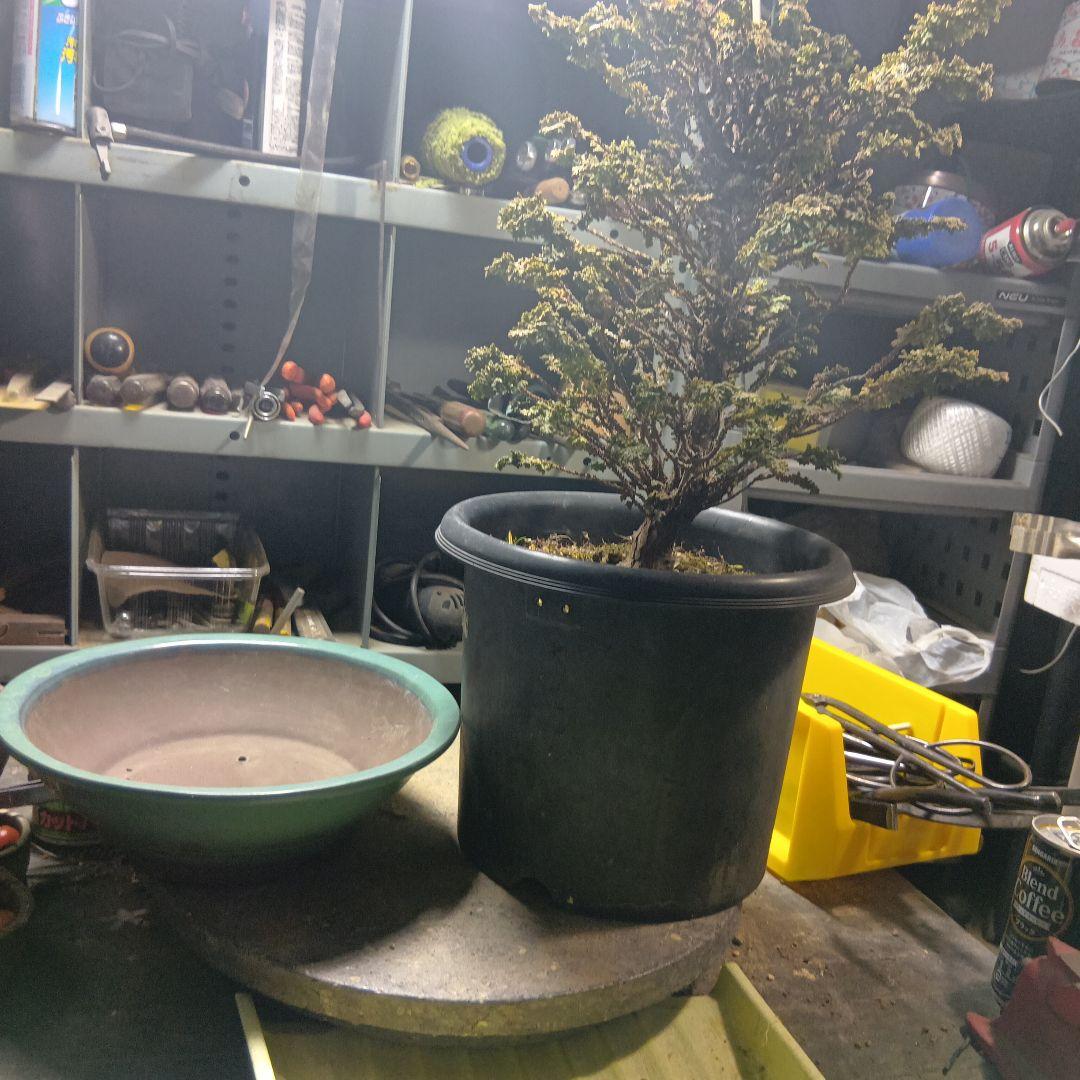 石化ヒノキ（かなり年数持ち込み古い）