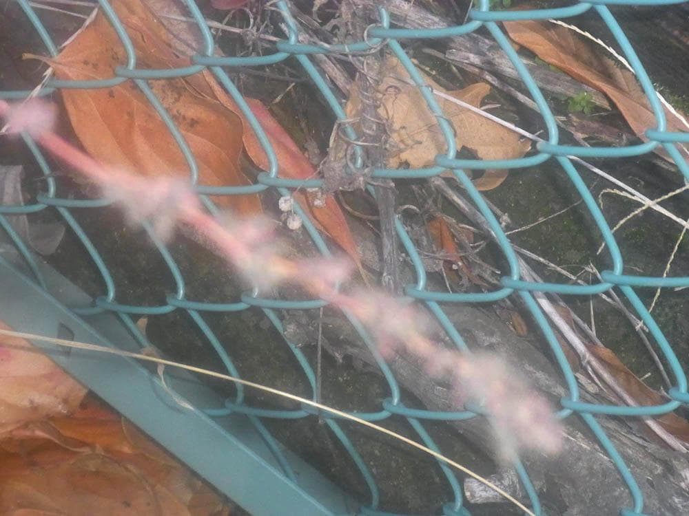 【憧れのコンデジっぽさを味わえる】RICOH CX3 ピンク