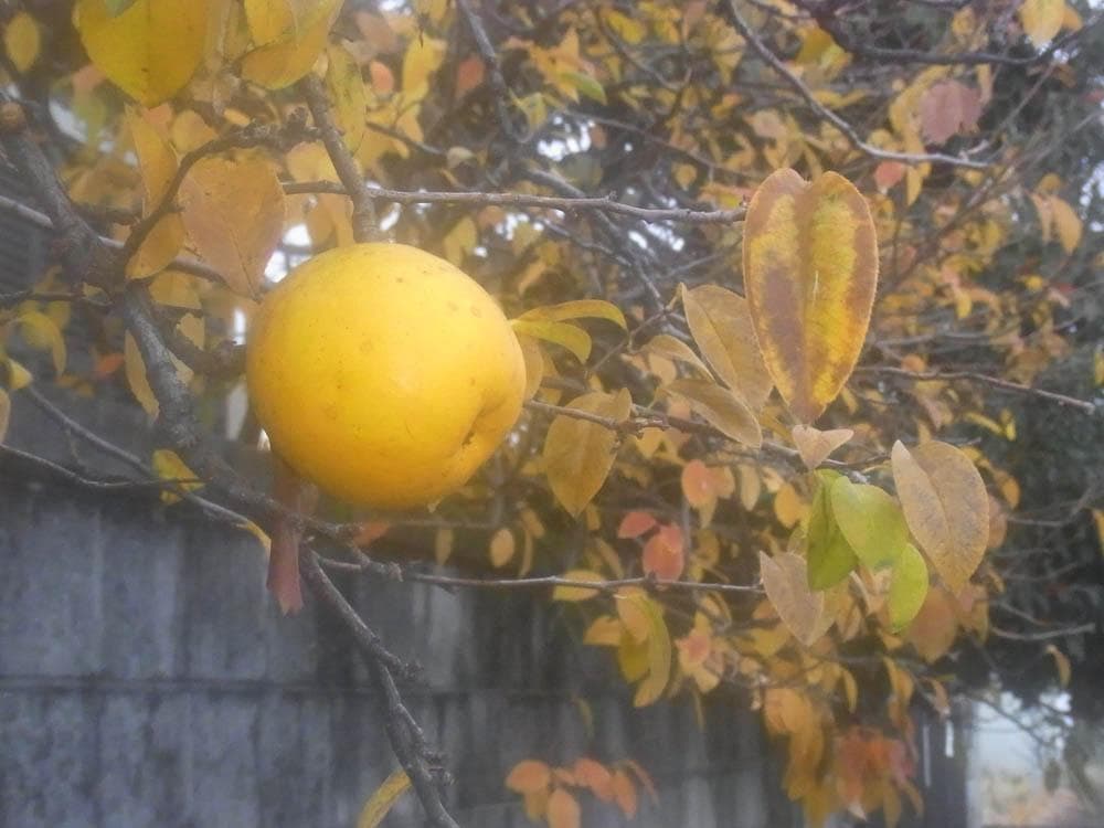 【憧れのコンデジっぽさを味わえる】RICOH CX3 ピンク