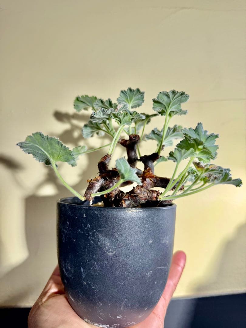 ペラルゴニウム　ミラビレ 発根株 ランダムでオマケ付き