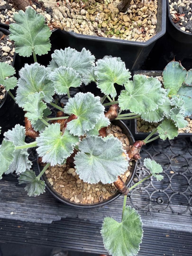 ペラルゴニウム　ミラビレ 発根株 ランダムでオマケ付き