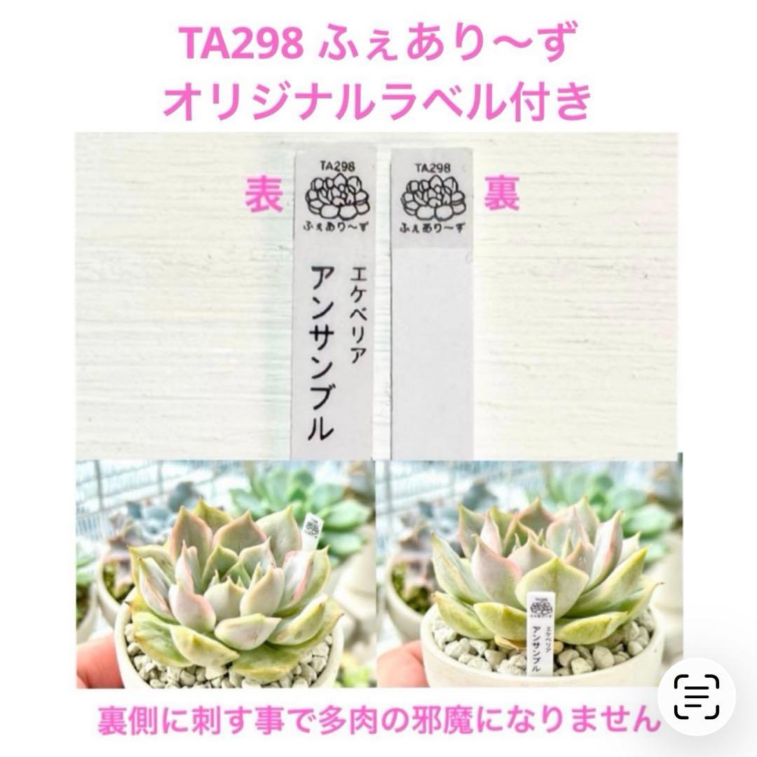 【レア】チームベル(3頭)