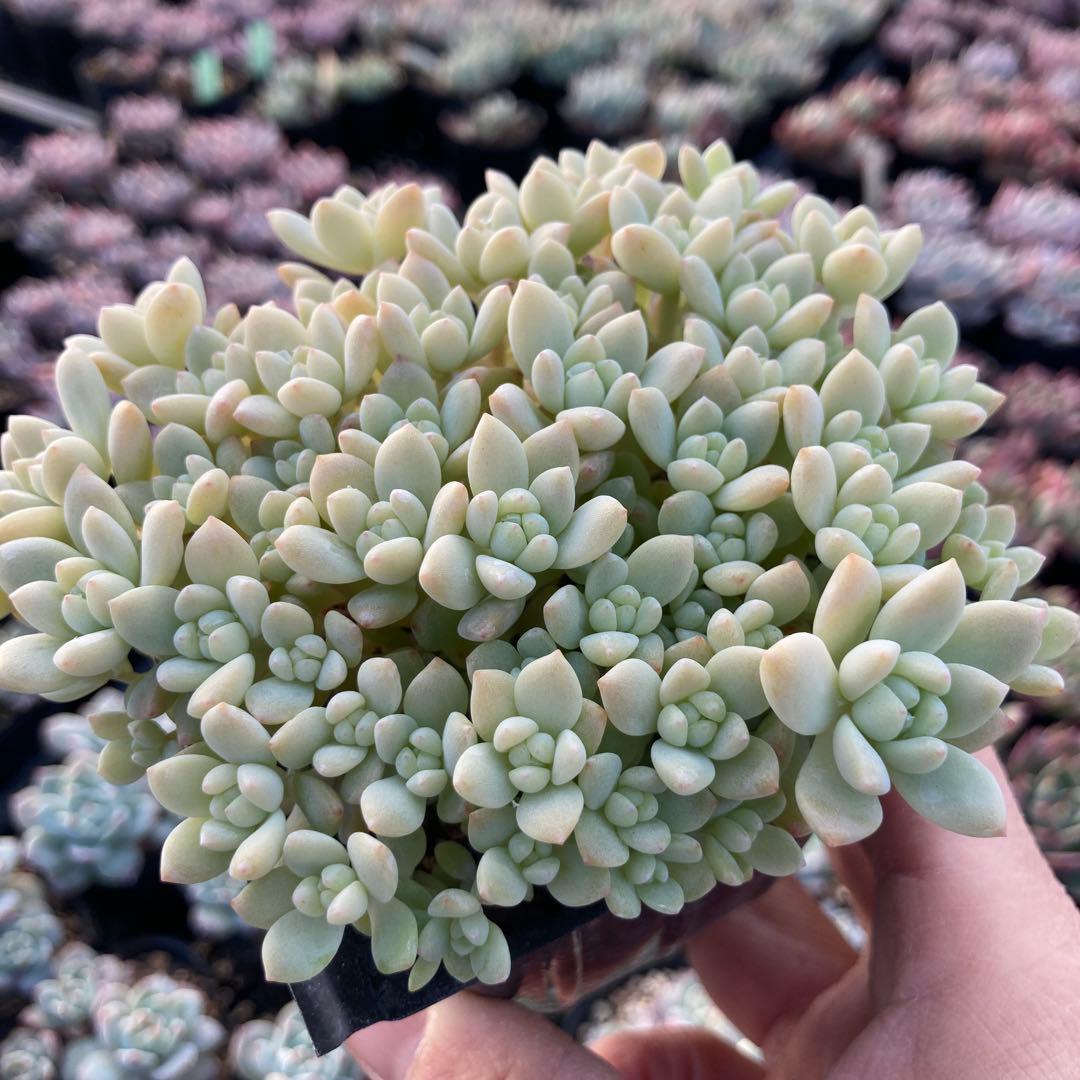 にゃ。様 リクエスト 11点 まとめ商品