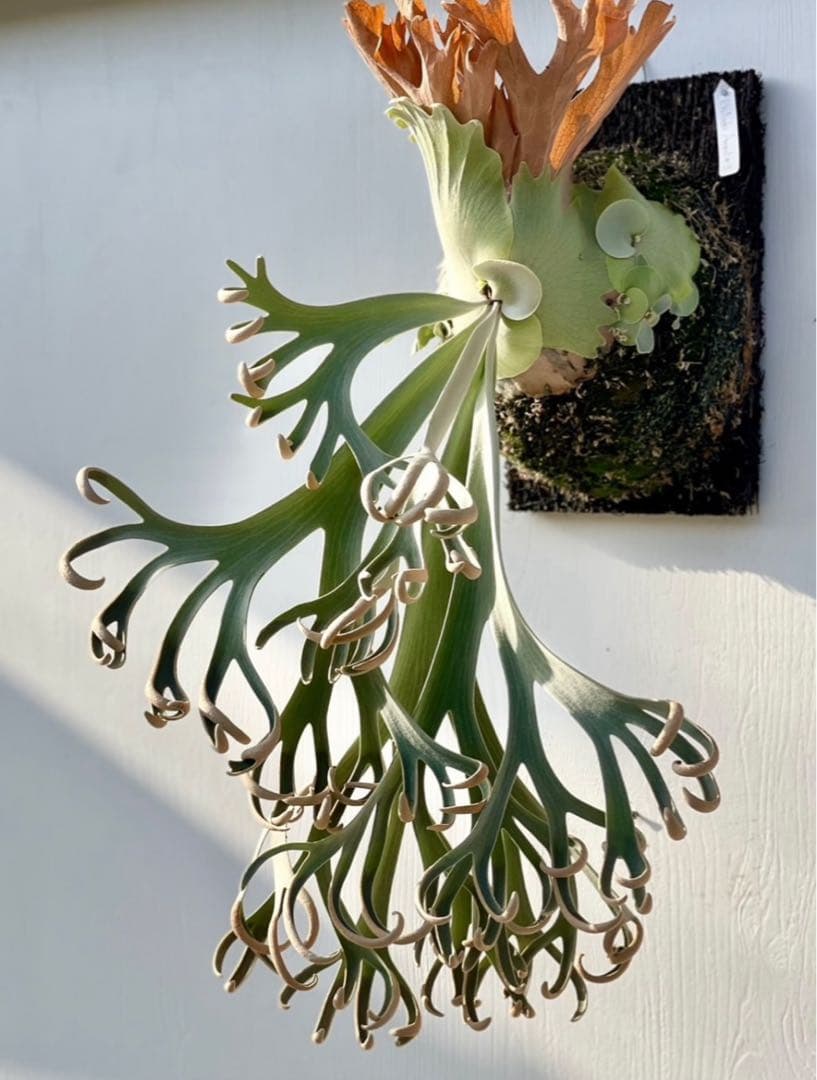 ビカクシダ P. willinckii Anapat#9 (PUP) 3