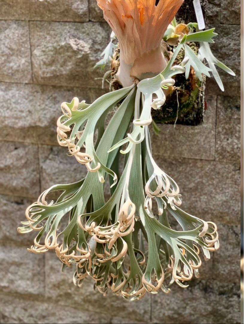 ビカクシダ P. willinckii Anapat#9 (PUP) 3