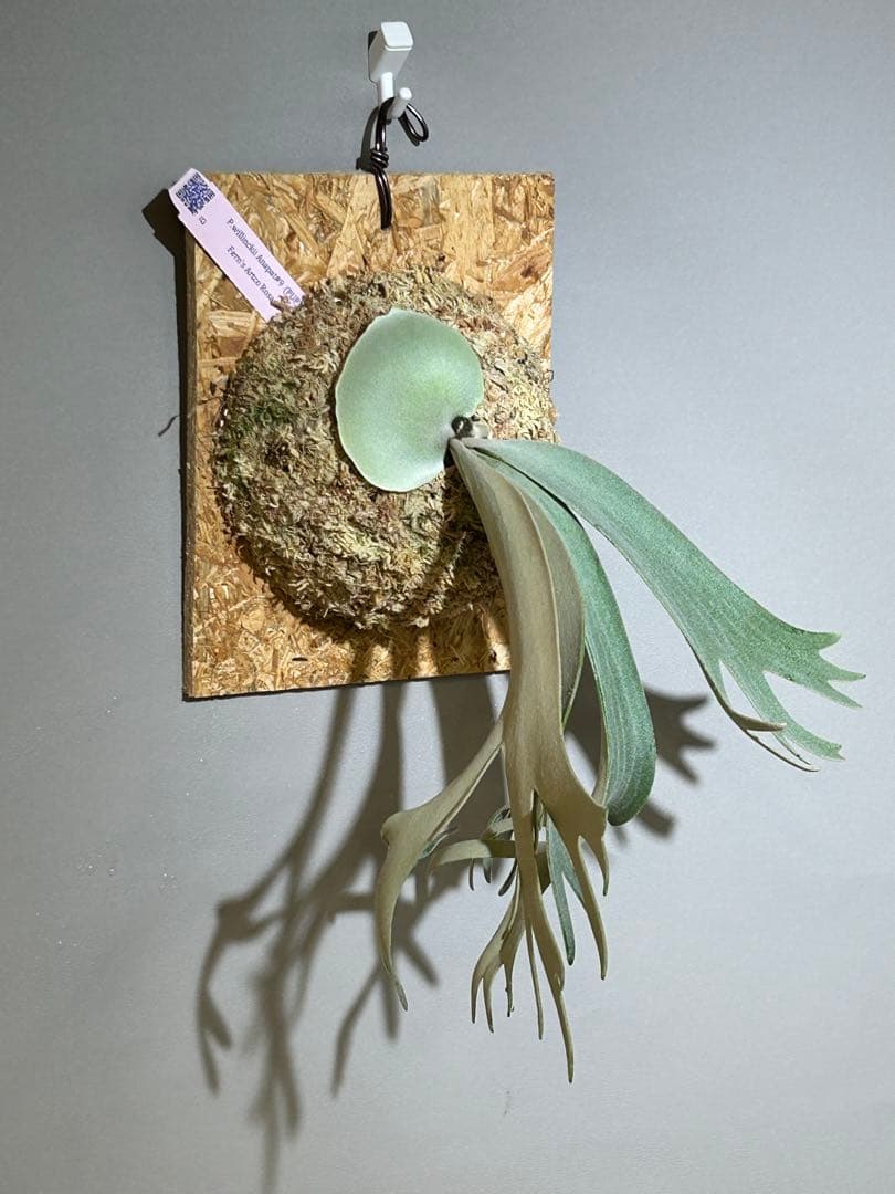 ビカクシダ P. willinckii Anapat#9 (PUP) 3