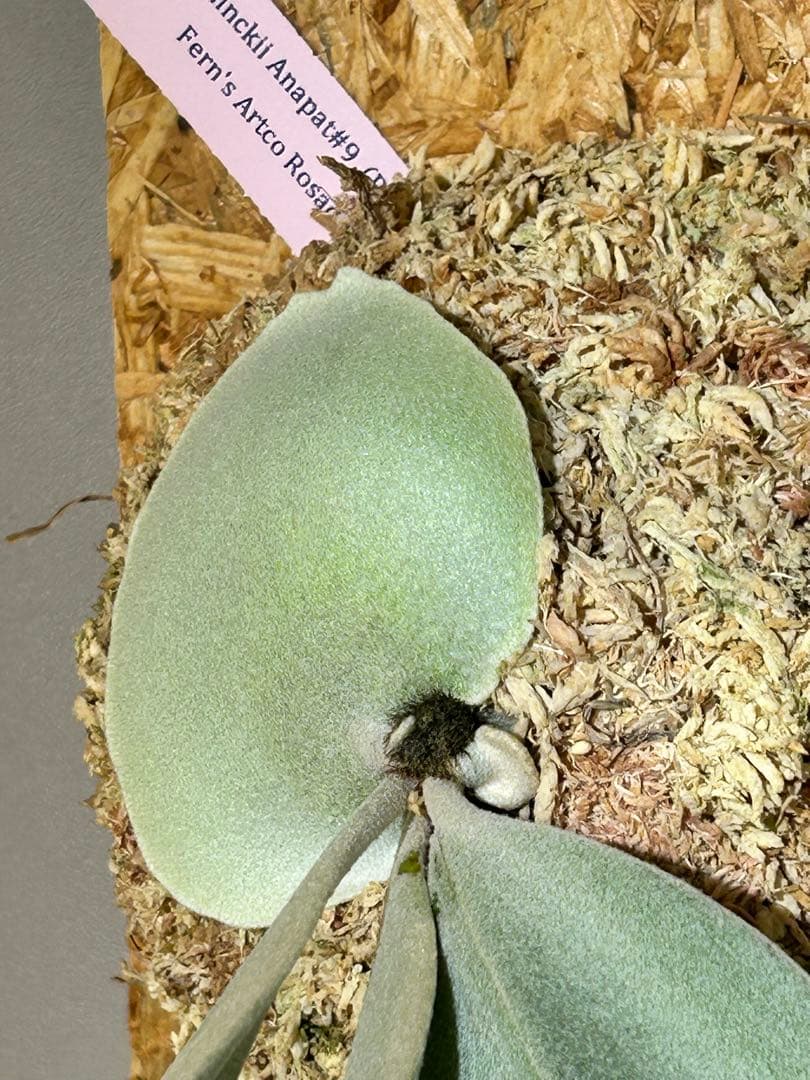 ビカクシダ P. willinckii Anapat#9 (PUP) 3