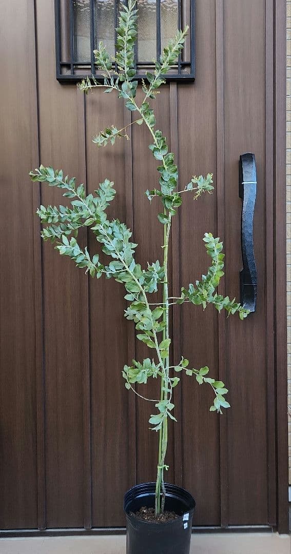 花芽付き♡大きめ　パールアカシア　7号ポット苗　ミモザ　オージープランツ
