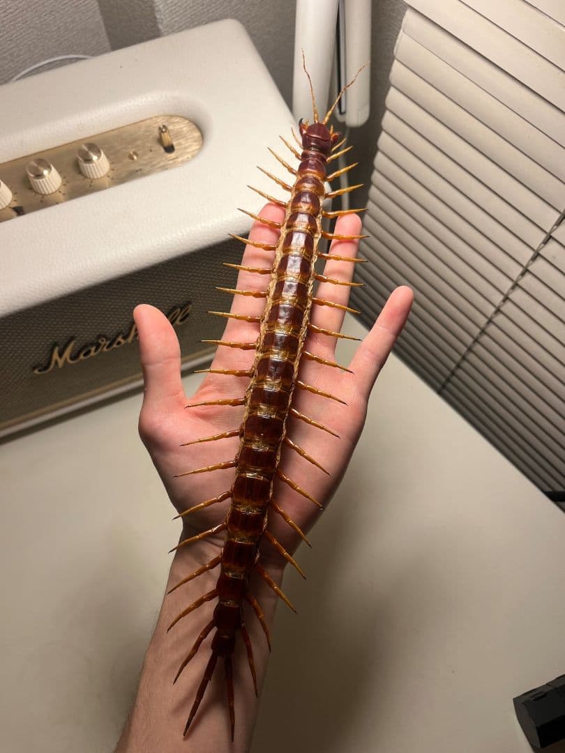 【超特大】ロブスターオオムカデセンチピード標本 全長35cm程　奇蟲