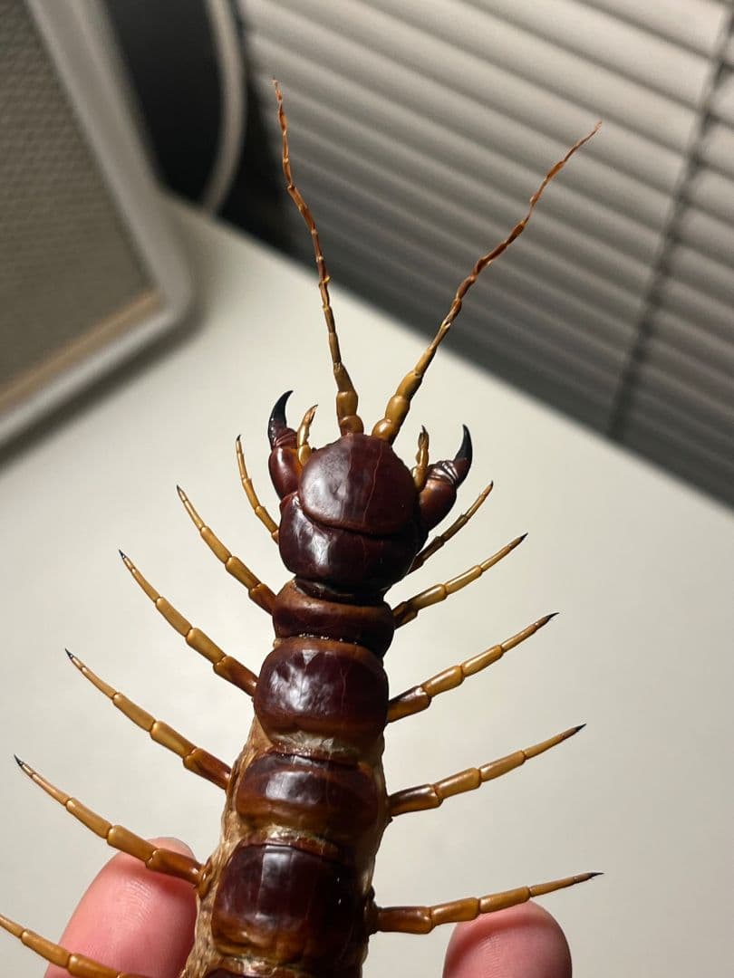 【超特大】ロブスターオオムカデセンチピード標本 全長35cm程　奇蟲