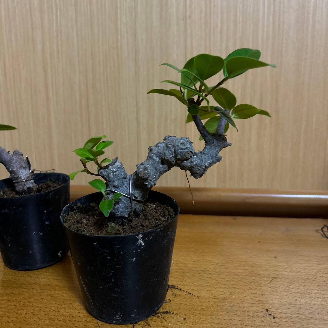 ガジュマル盆栽3本セット