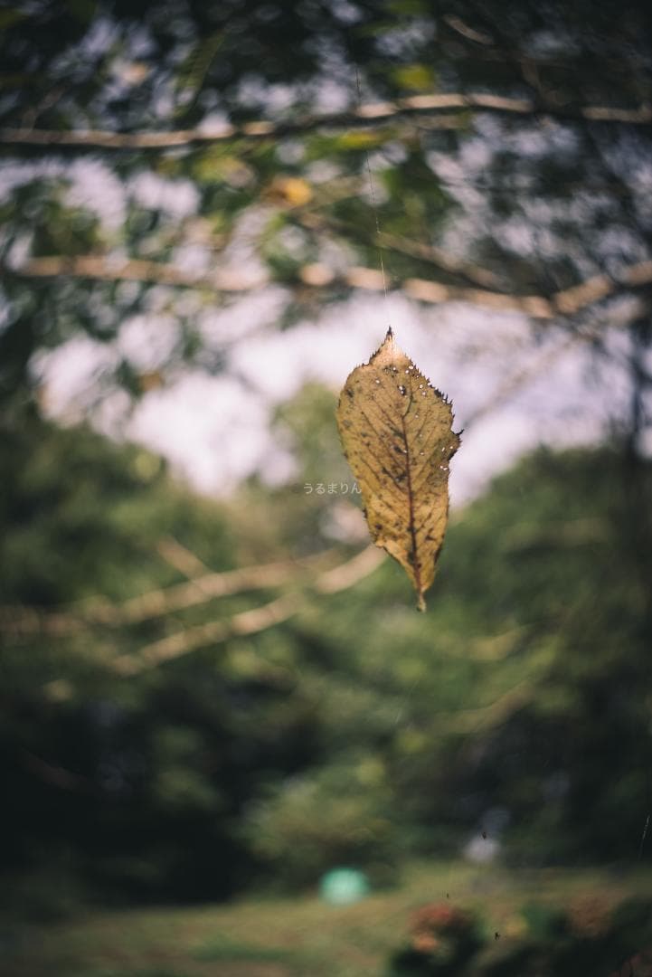OH済！広角の鉄板 Leica Summaron 35mm オールドレンズ