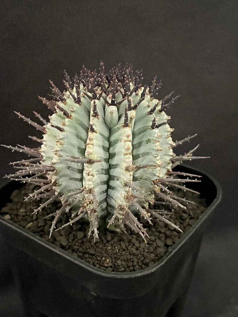 な*の様 ユーフォルビアホリダ 宇田ゼブラホリダ 純血統 特級ゼブラ班 特大サイ