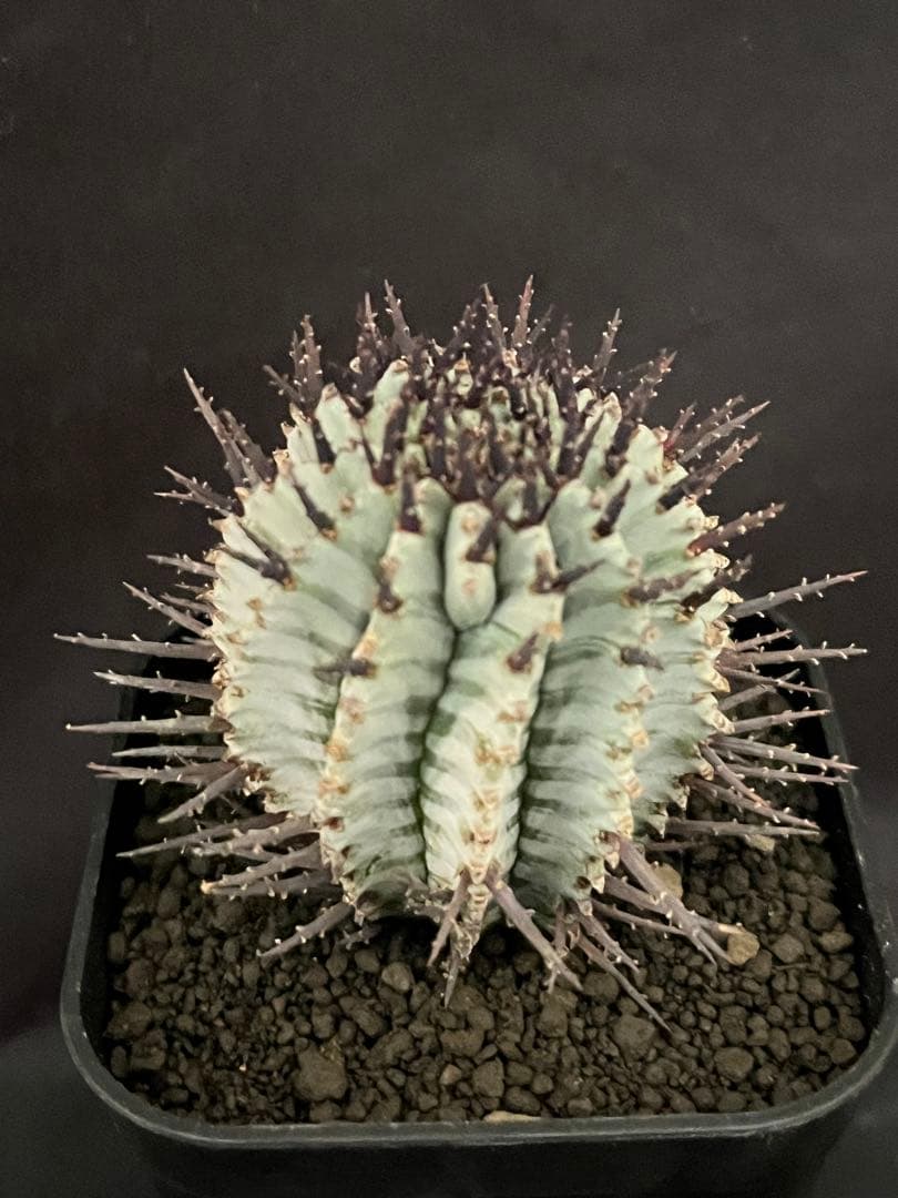 な*の様 ユーフォルビアホリダ 宇田ゼブラホリダ 純血統 特級ゼブラ班 特大サイ