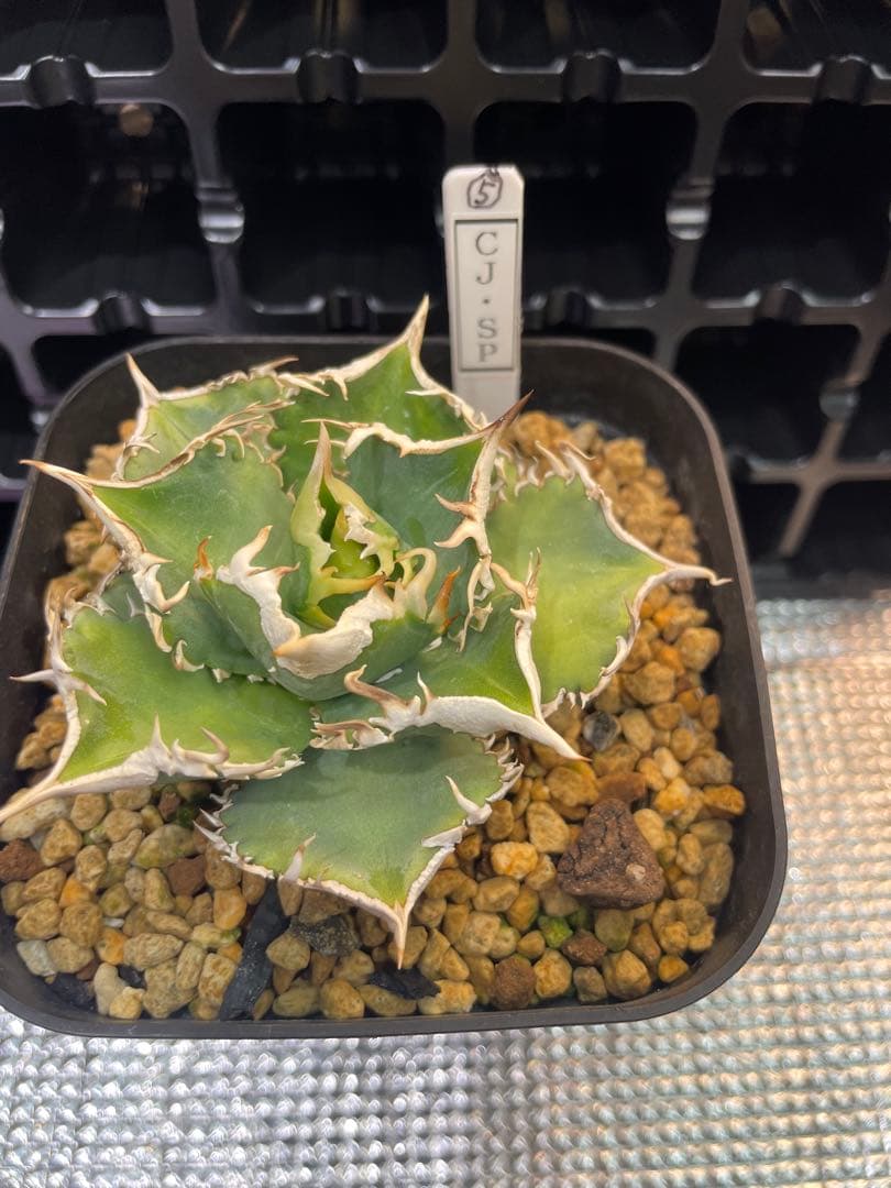 TAKENOKO SHOP アガベチタノタホオジロザメCJスペシャル ⑤